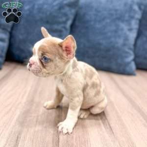 Molly, French Bulldog Puppy