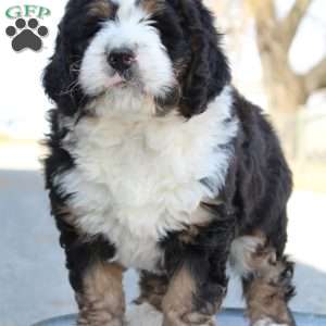 Karter, Bernedoodle Puppy