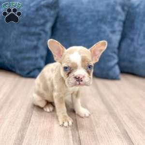 Molly, French Bulldog Puppy