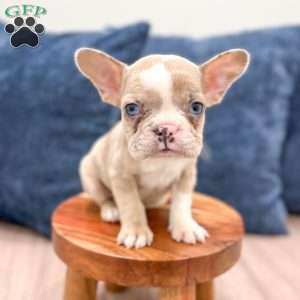 Molly, French Bulldog Puppy