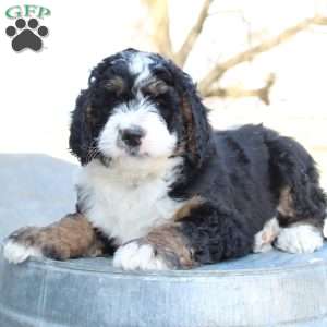 Kolby, Bernedoodle Puppy