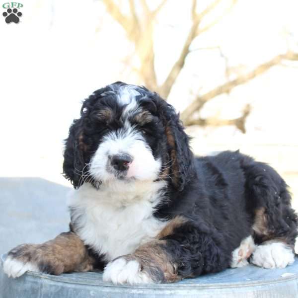 Kolby, Bernedoodle Puppy