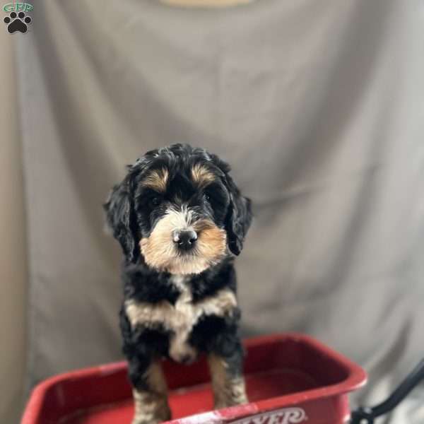 Black brownie, Bernedoodle Puppy