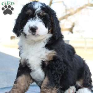 Kolby, Bernedoodle Puppy