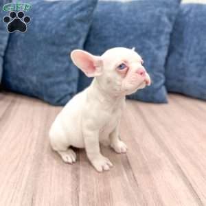 Macy, French Bulldog Puppy