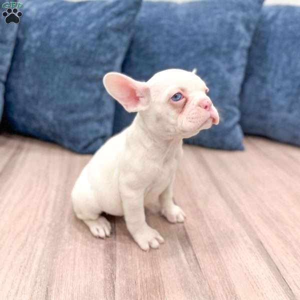 Macy, French Bulldog Puppy