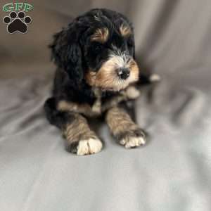 Black brownie, Bernedoodle Puppy