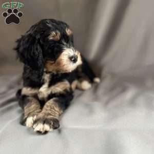Black brownie, Bernedoodle Puppy