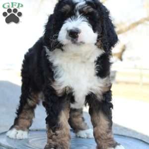 Kolby, Bernedoodle Puppy