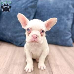 Macy, French Bulldog Puppy