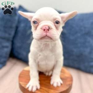 Macy, French Bulldog Puppy