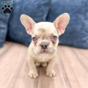 Bella, French Bulldog Puppy