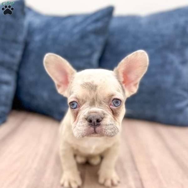 Bella, French Bulldog Puppy