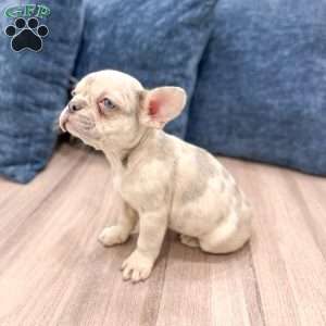 Bella, French Bulldog Puppy