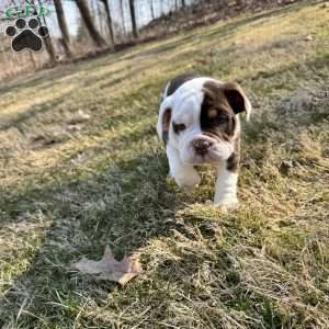 Beanie, English Bulldog Puppy