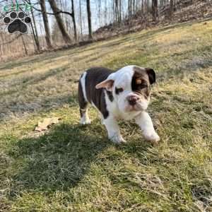 Beanie, English Bulldog Puppy