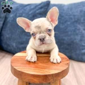 Bella, French Bulldog Puppy