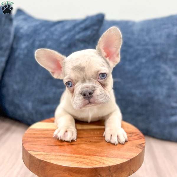 Bella, French Bulldog Puppy