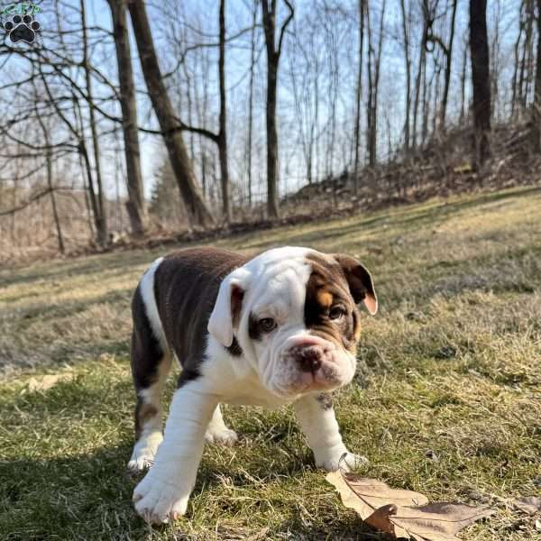 Beanie, English Bulldog Puppy