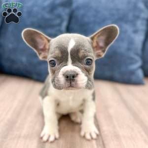 Chloe, French Bulldog Puppy
