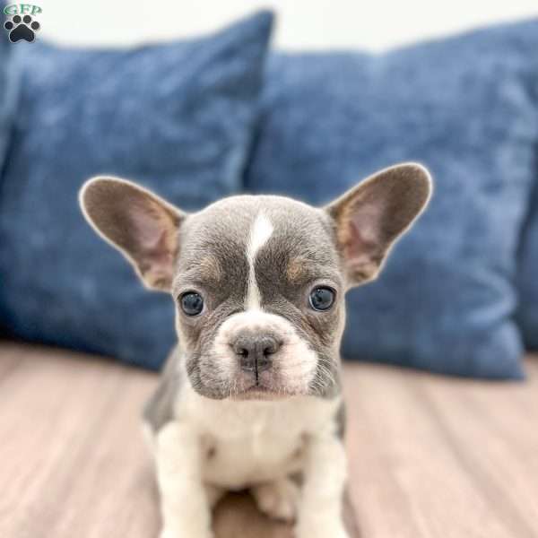 Chloe, French Bulldog Puppy