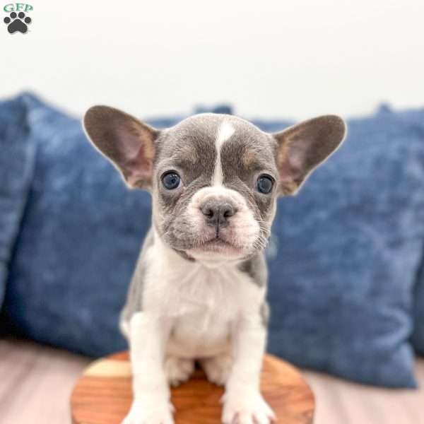 Chloe, French Bulldog Puppy