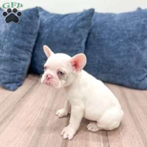 Drake, French Bulldog Puppy