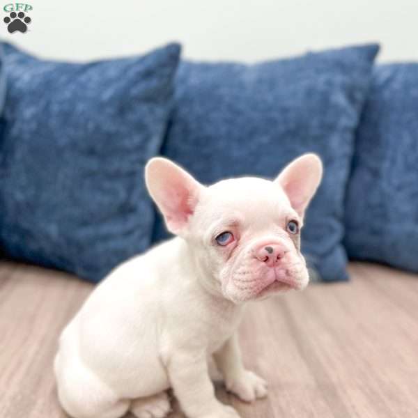 Drake, French Bulldog Puppy