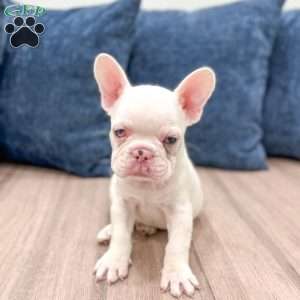 Drake, French Bulldog Puppy