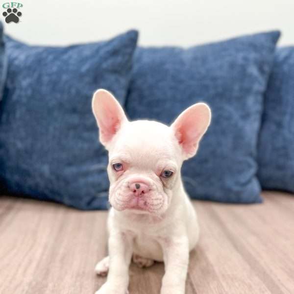 Drake, French Bulldog Puppy