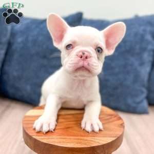 Drake, French Bulldog Puppy