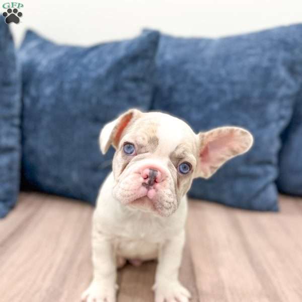 Bruno, French Bulldog Puppy