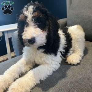 Cookie, Bernedoodle Puppy