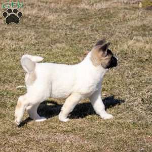 Lacy, Akita Puppy