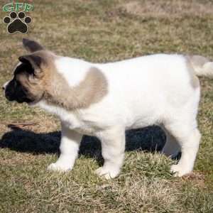 Lacy, Akita Puppy