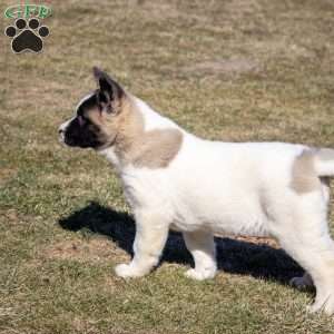 Lacy, Akita Puppy