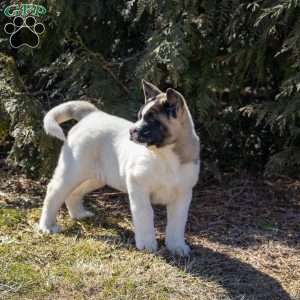 Lacy, Akita Puppy