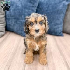 Princess, Cavapoo Puppy