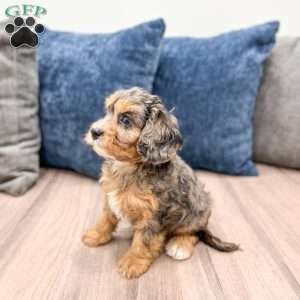 Princess, Cavapoo Puppy