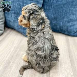 Princess, Cavapoo Puppy