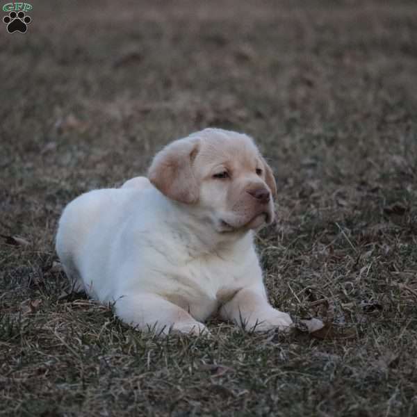 Denley, Yellow Labrador Retriever Puppy