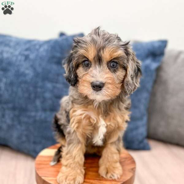 Princess, Cavapoo Puppy