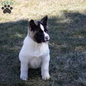 Lacy, Akita Puppy