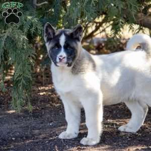 Lacy, Akita Puppy