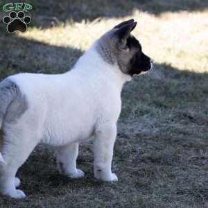 Lacy, Akita Puppy