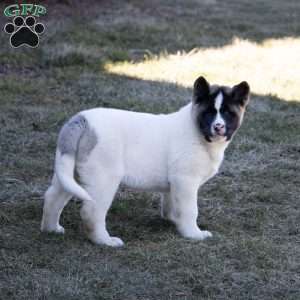 Lacy, Akita Puppy