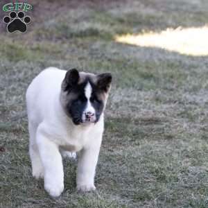 Lacy, Akita Puppy