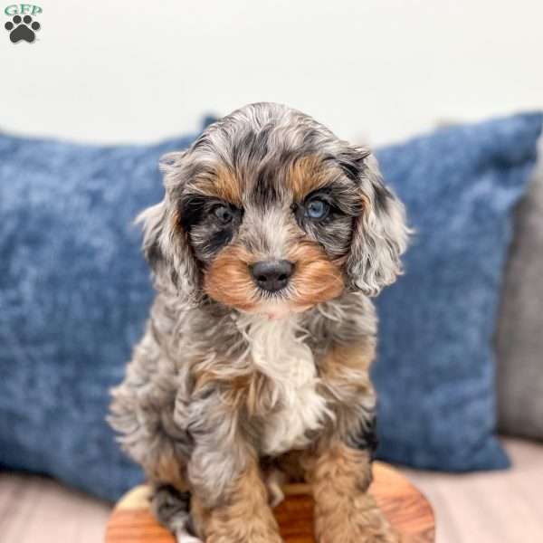 Timmy, Cavapoo Puppy