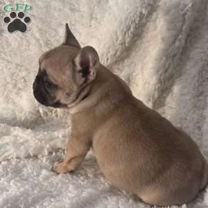 Mollie, French Bulldog Puppy