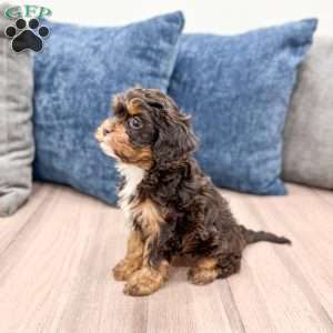 Willow, Cavapoo Puppy